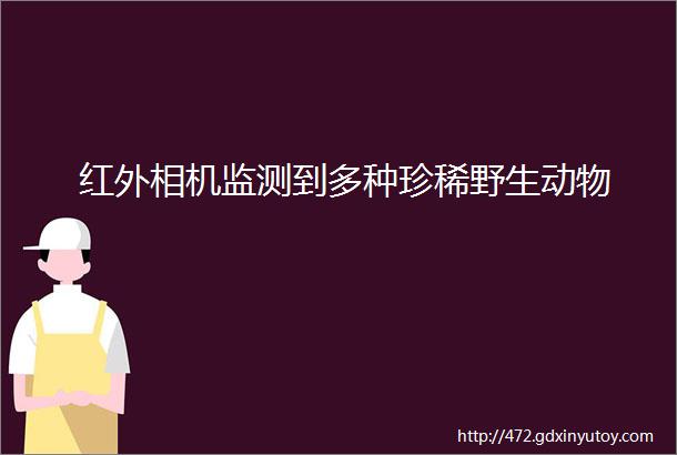 红外相机监测到多种珍稀野生动物