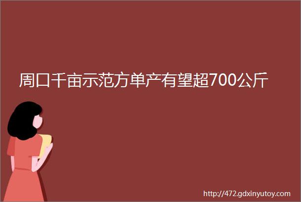 周口千亩示范方单产有望超700公斤